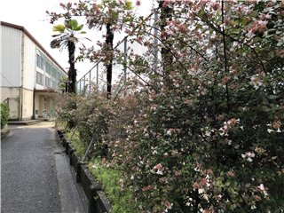 ツクバネウツギ