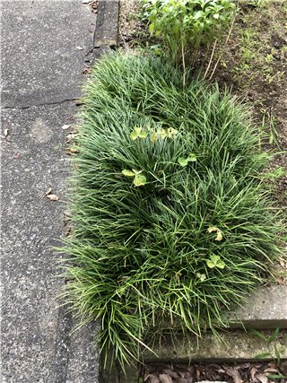 リュウノヒゲ