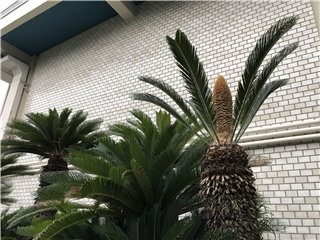 ソテツ