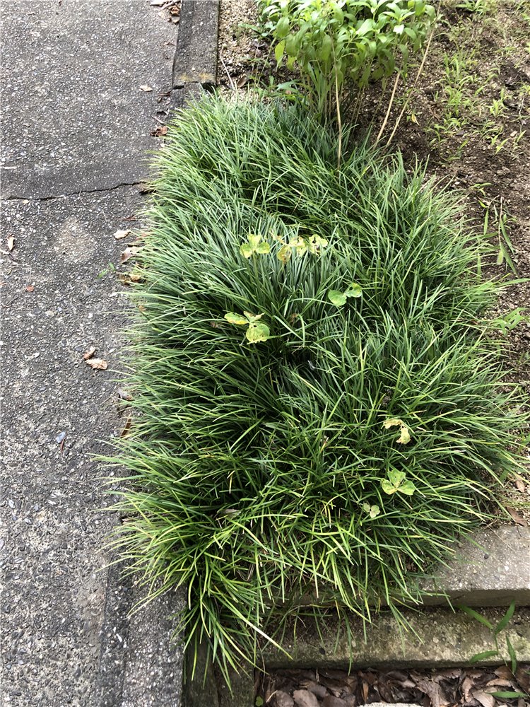 リュウノヒゲの画像