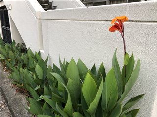 カンナ