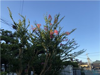 サルスベリ