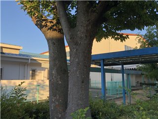 ケヤキ