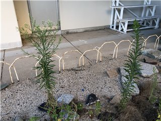 ヒメムカシヨモギ