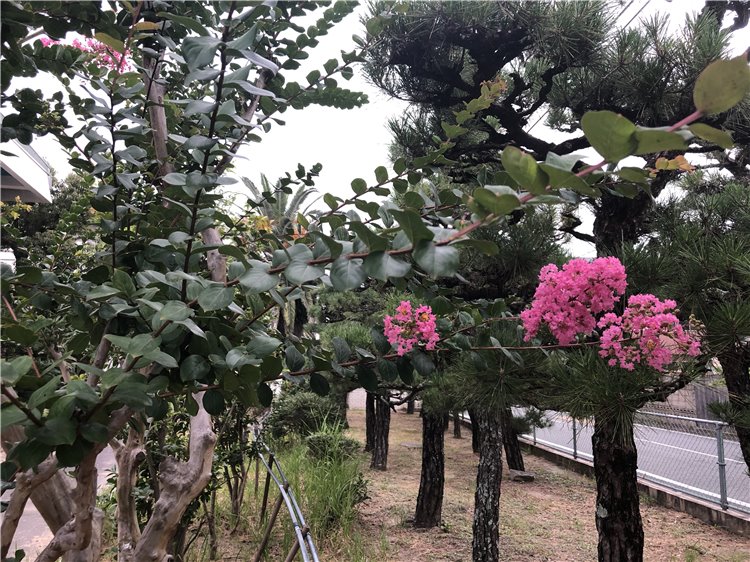 サルスベリの画像