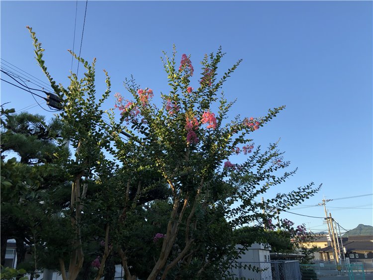 サルスベリの画像