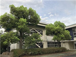 クスノキ