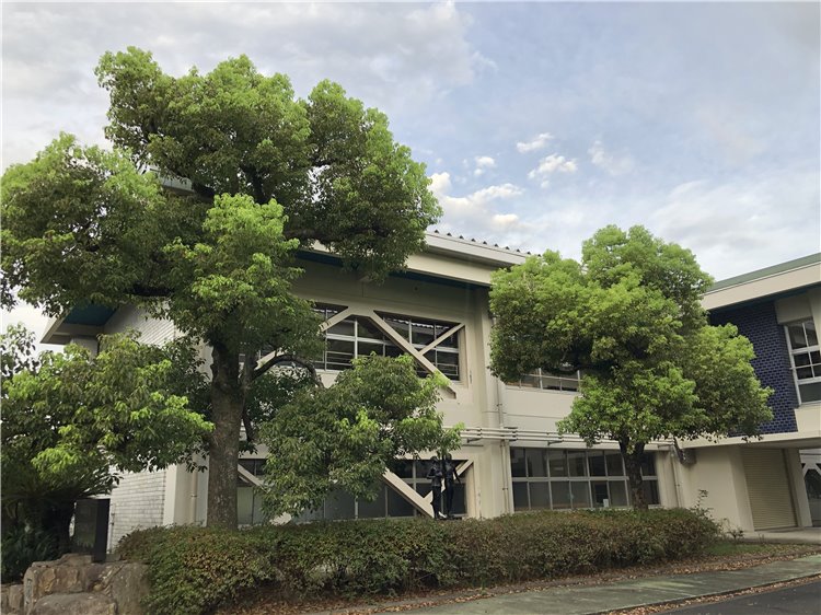 クスノキの画像