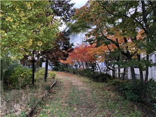 紅葉