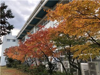 紅葉