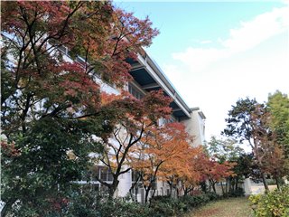 紅葉