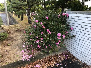 山茶花