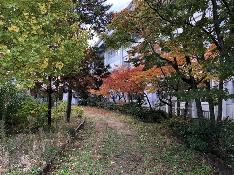 紅葉の画像