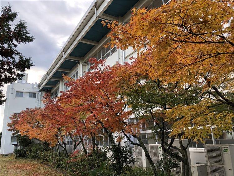 紅葉の画像