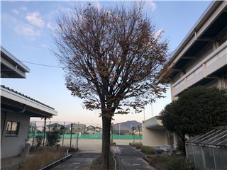 欅