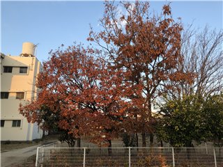 クヌギ