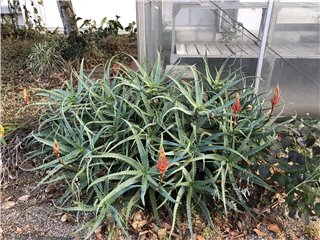 キダチアロエ