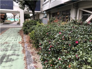 山茶花