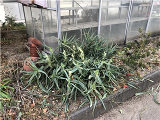 キダチアロエ