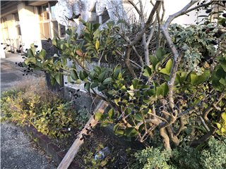 ネズミモチ