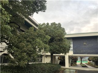 クスノキ