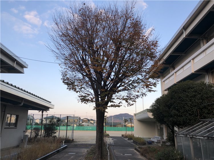 欅の画像