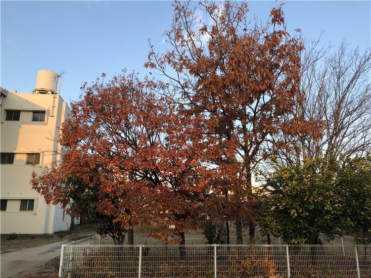 クヌギの画像