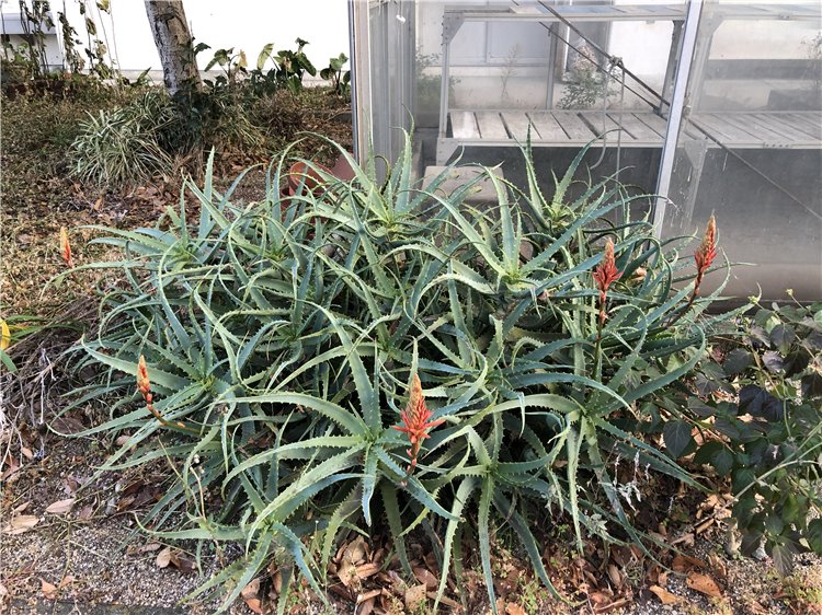 キダチアロエの画像
