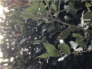 月桂樹