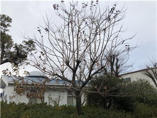 チシャノキ