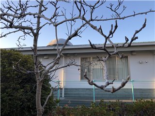 ハクモクレン