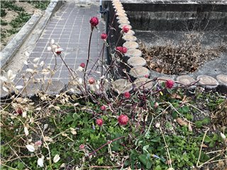 キバナセンニチコウ