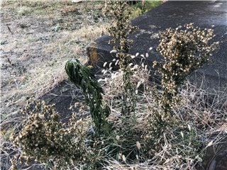 ヒメムカシヨモギ