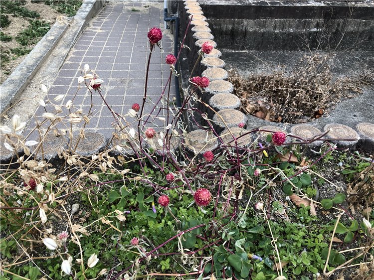 キバナセンニチコウの画像