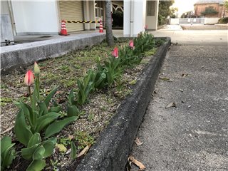 チューリップ