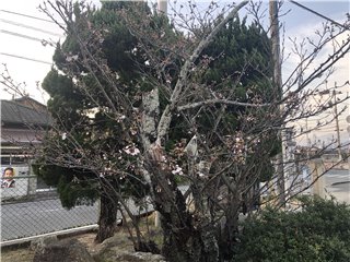 サクラ