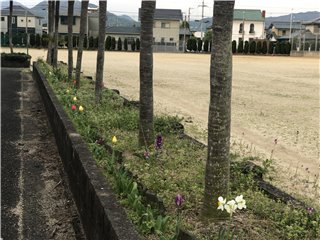 チューリップ