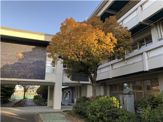クスノキ