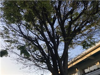 ケヤキ