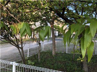 クヌギ