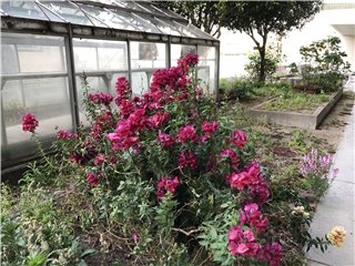 キンギョソウ