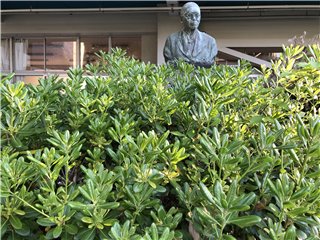 トベラ