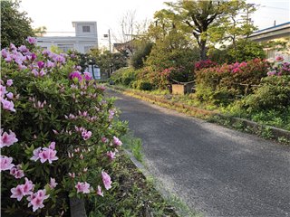 ツツジ