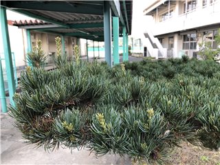 五葉松