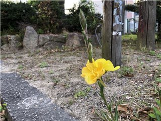 マツヨイグサ