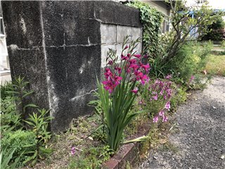 グラジオラス