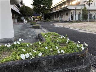 ペチュニア