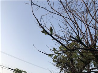 チシャノキ