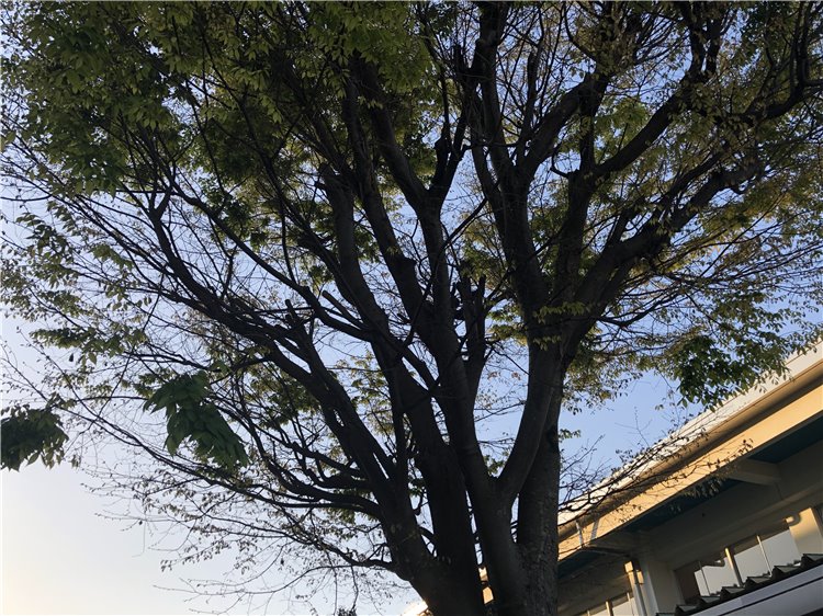 ケヤキの画像