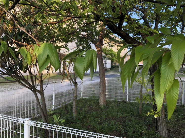 クヌギの画像